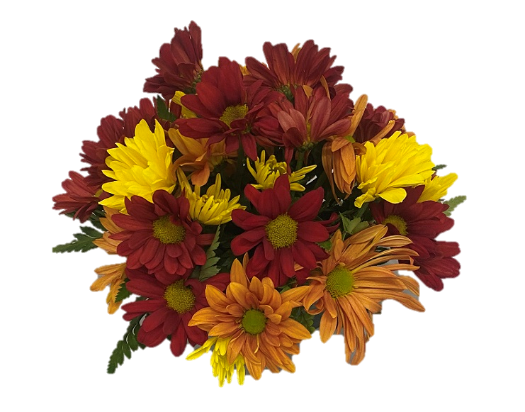 Red, orange, and yellow chrysanthemums in an arrangement. 